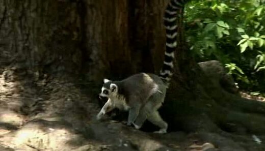 Kochane Zwierzaki - Lemur (11)