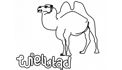 Dzień Rybki - Wielbład