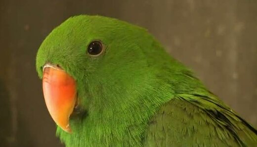 Kochane Zwierzaki - Papuga (12)
